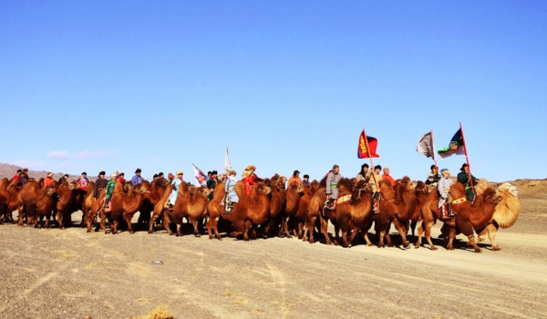 Thousand camel