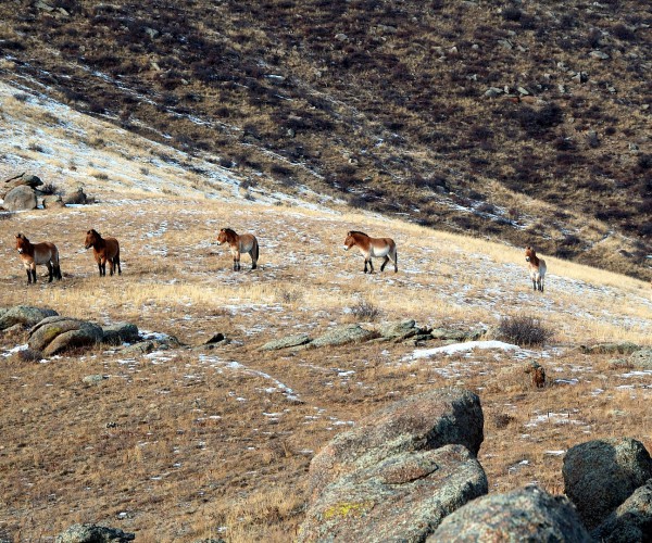 Khustai National Park